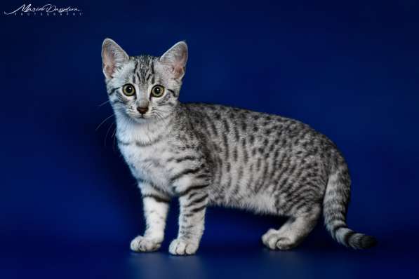 Египетская Мау котята серебряные.Редкая, эксклюзивная порода в фото 10