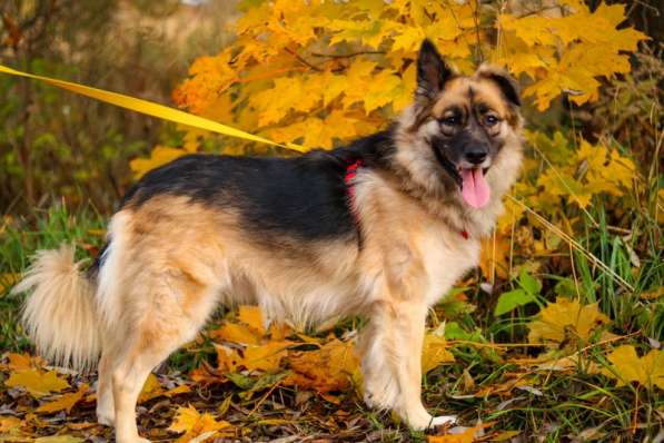 Веселушка Лизка в Москве фото 3