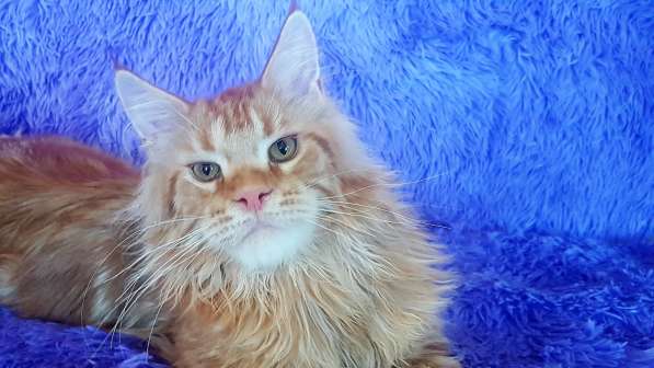 Красотка кремового солидного окраса из питомника Arktur в Тюмени фото 32