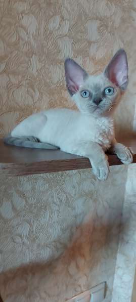 Девон-рексы котята в Омске