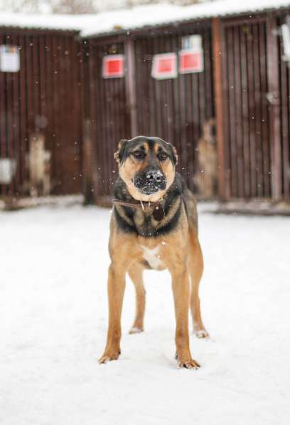 Брюс ищет семью в Москве фото 15