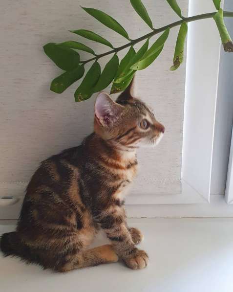 Курильчата в Саранске фото 28