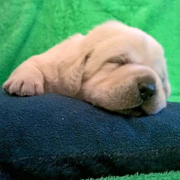 Очень красивые щенки лабрадорар в Иркутске фото 8