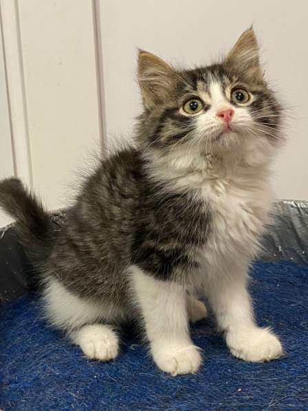 Чудесные котята ищут семью