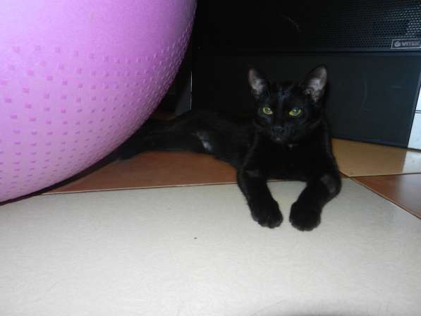 Кошечки гладкошерстная черный мрамор многоцветная в Красногорске фото 6