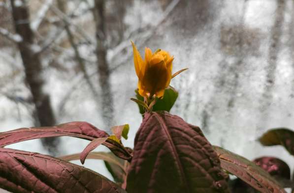 Пахистахис - тропический цветок экзот - от ростков до кустов в Санкт-Петербурге фото 11