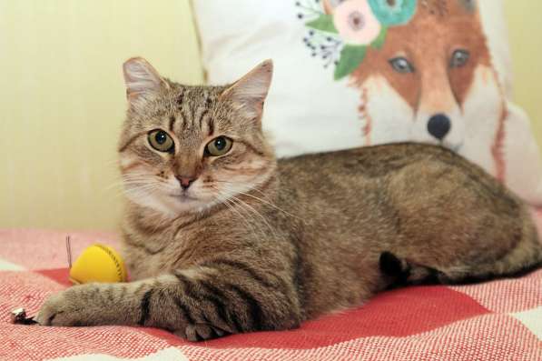 Ласковый мурлыка в Санкт-Петербурге фото 11