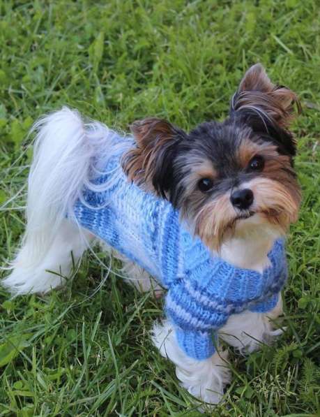 Красивые свитера для маленьких собачек в Владимире фото 4