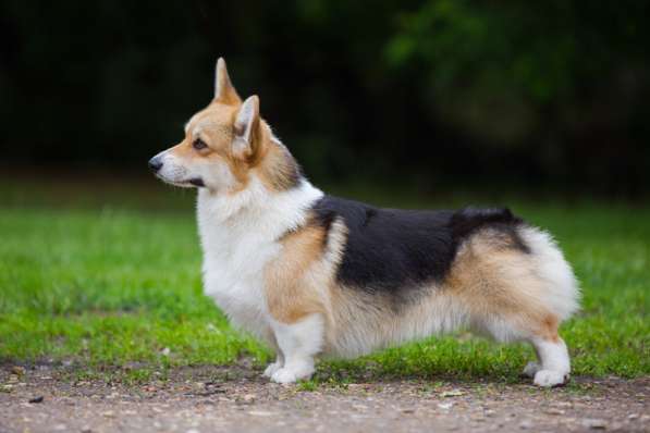 Щенки вельш корги пемброк в Москве фото 12