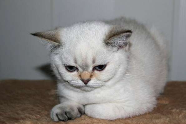 Котик от серебристой шиншиллы в Ростове-на-Дону фото 3