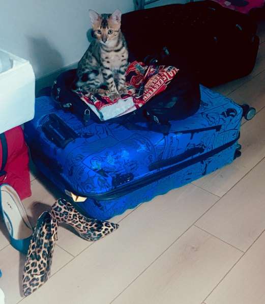 Бенгалка чистокровная привозная девочка не стирилизованна в фото 4