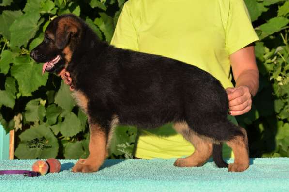 Немецкая овчарка в фото 28