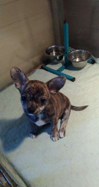 Милые щенки Чихуахуа 2 месяца в Железнодорожном