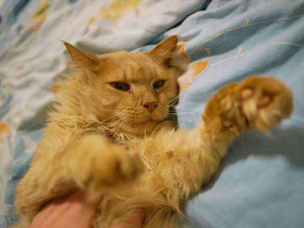 Кремовый котик Степа нуждается в любящем хозяине в фото 5