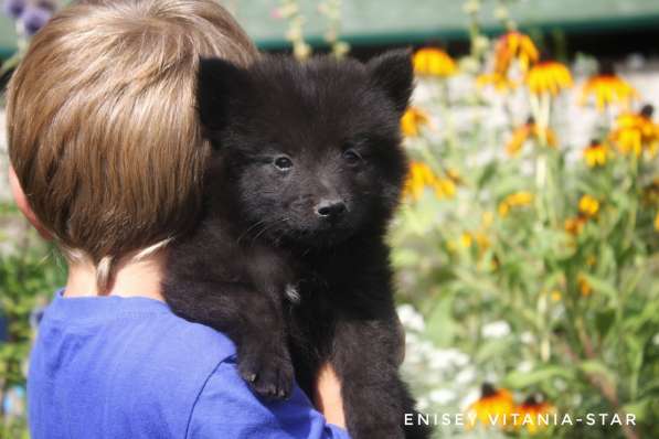 Щенки немецкого гросс-шпица в фото 6