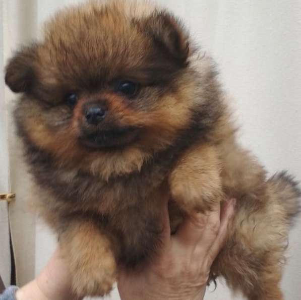 Померанский шпиц