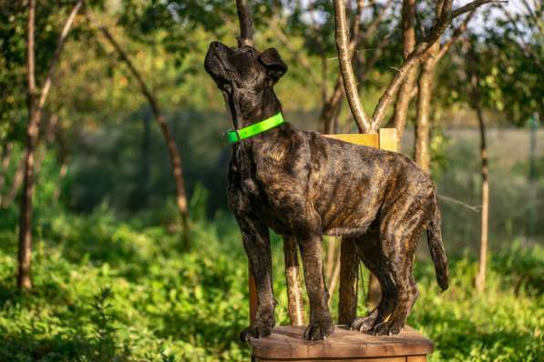 Молодая девочка алано эспаньол Миранда в дар в Москве фото 4