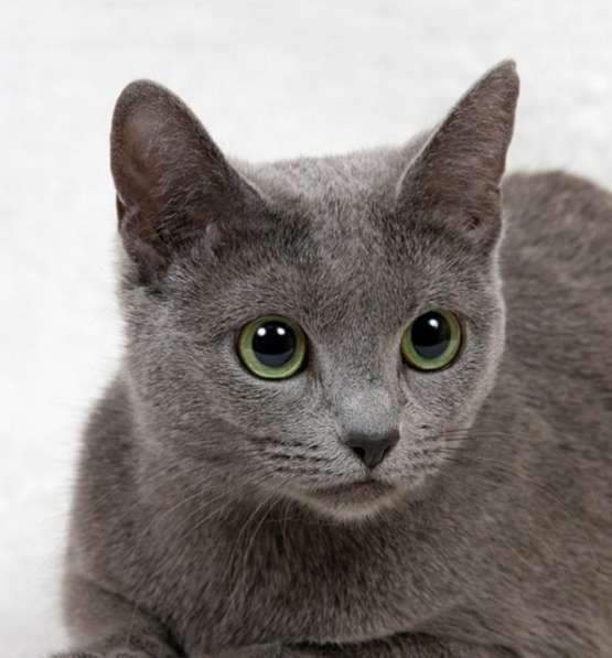 Милая трогательная кошечка Алиса ищет дом в Москве фото 7