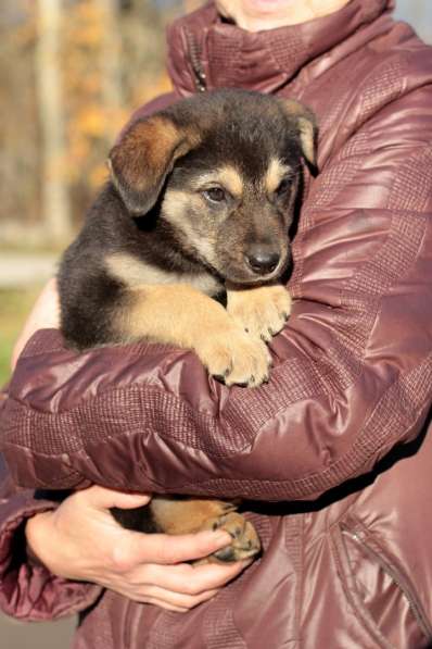 Собака в добрые руки в Санкт-Петербурге фото 5
