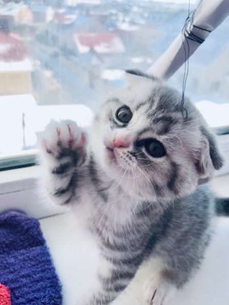 Котята вислоухие шотландские