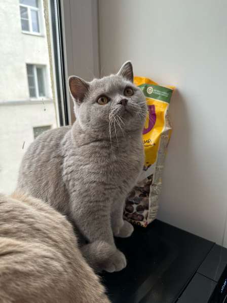 Британские котята в Москве фото 3