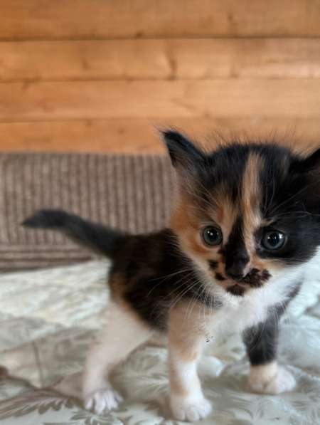 Продам милых девочек в Поронайске фото 4