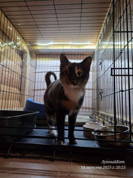 Кошечка Веста