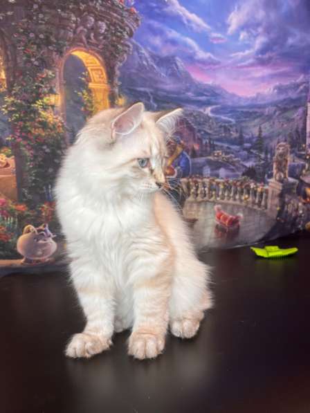 Красавчик Амин Амр Хамса в Москве фото 3