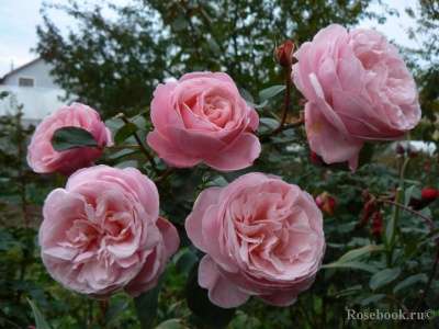 Розы оригинальные в наличии и прочее в Ярославле фото 9