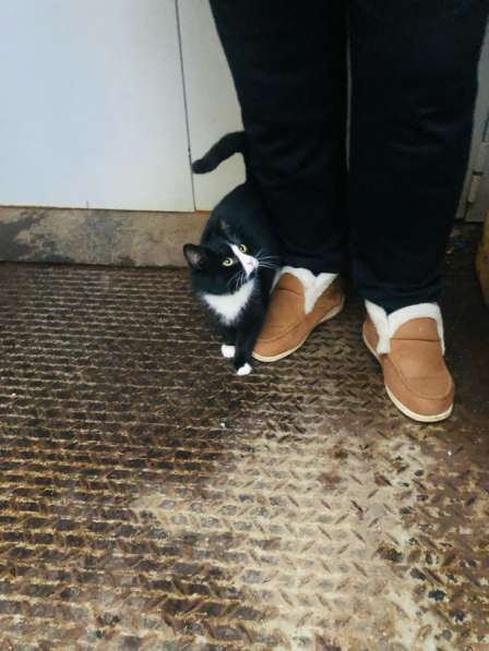 Кот в добрые руки примерно 4-5 месяцев