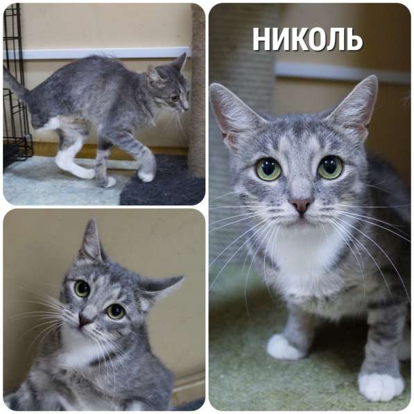 Кошка НИКОЛЬ даром