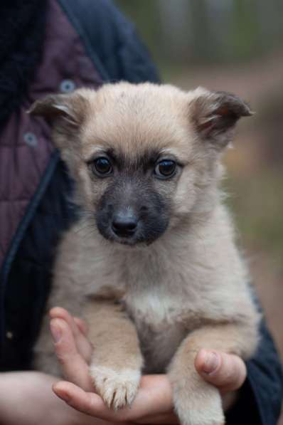 Крохи-щенки — вырастут маленькими в Москве фото 3