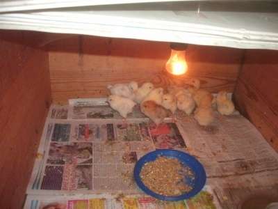 Домашние цыплята в Балаково