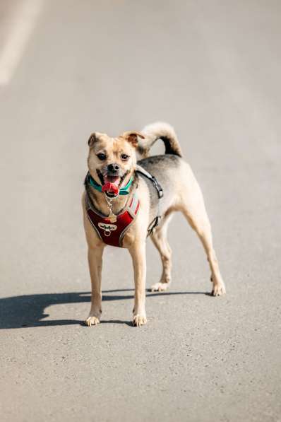 Чихуахуа Чупик в добрые руки в Москве фото 6