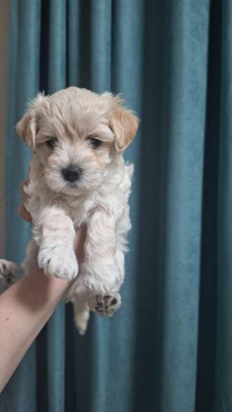 Щенки Мальтезе