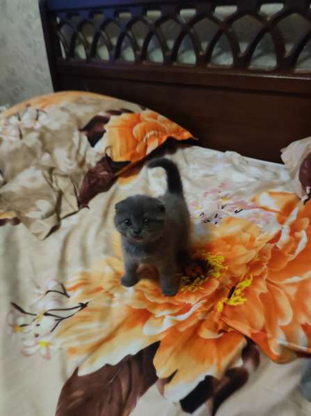 Шотландский вислоухий мальчик в 