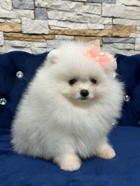 Pomeranian spitz. Cream girl в фото 3