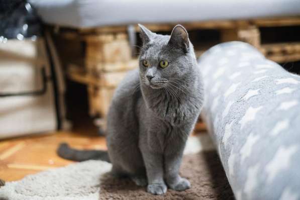 Красавица Буся в добрые руки