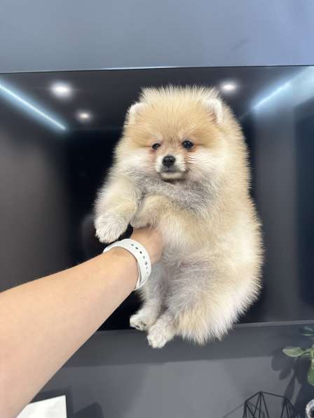 Щенок шпица