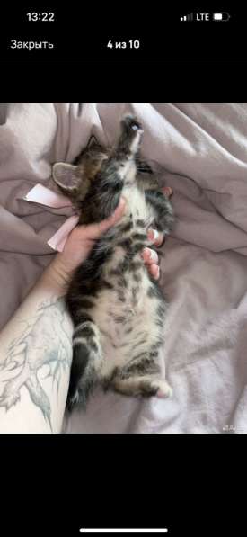 Котята шотландские в Москве фото 8
