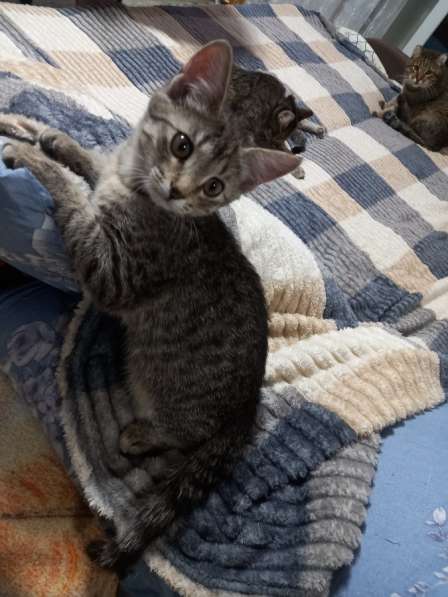Котята в Уфе фото 3