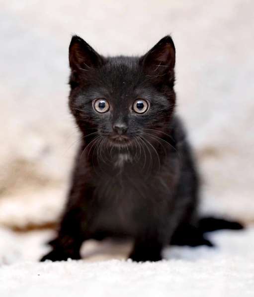 Котята и кошечки приюта