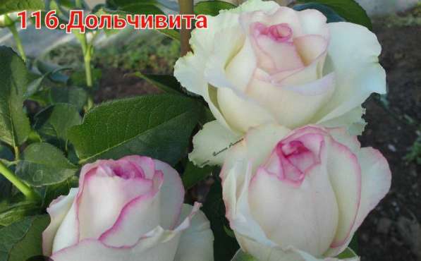 Саженцы роз в Уфе фото 3