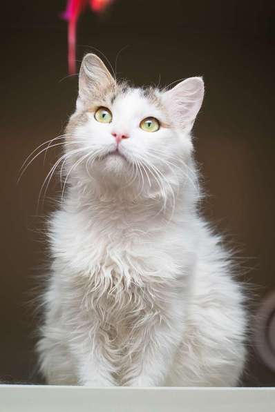 Ласковый красавчик Милош в самые добрые руки! в Москве фото 6