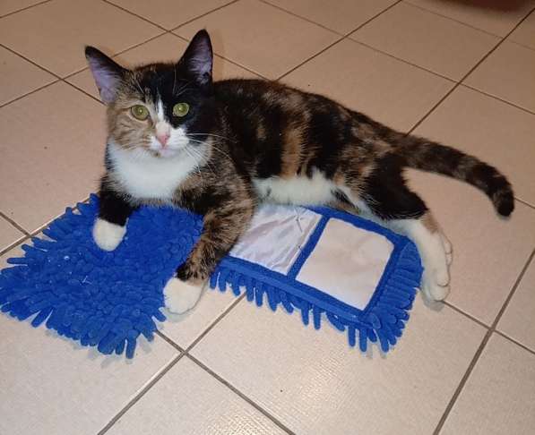 Трехцветный котенок Умка в добрые руки в Москве фото 6