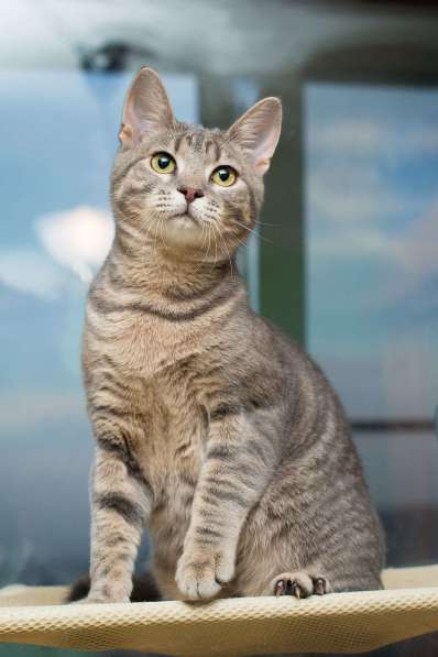 Красавец серо-голубой котик-подросток Костя в добрые руки в Москве фото 4