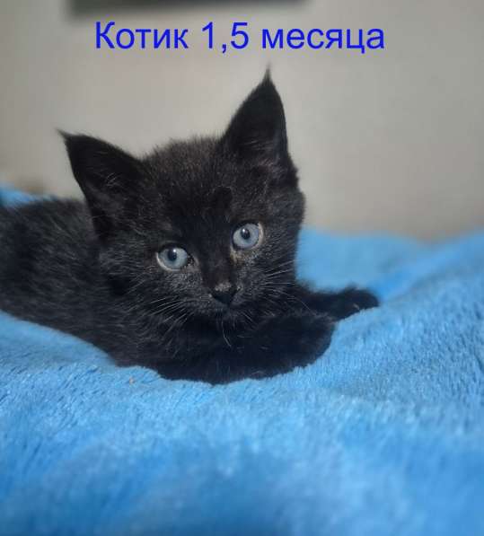 Ласковые и весёлые котята ищут дом!