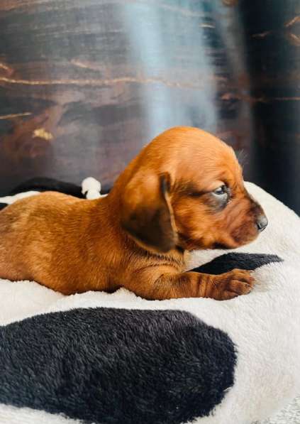 Такса в Уссурийске