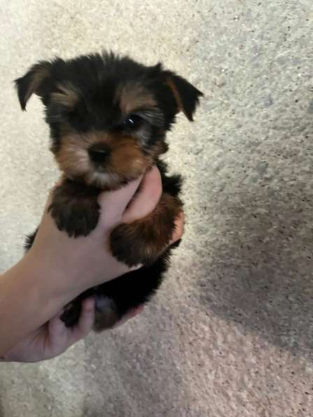 Йоркширский терьер в Уссурийске