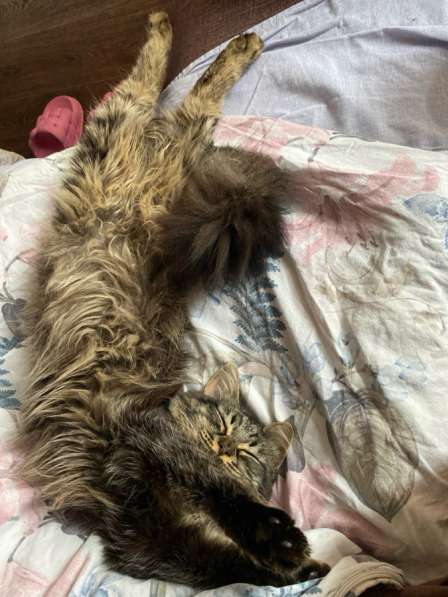 8месячный котенок в Волгограде